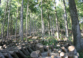 フォーラム写真