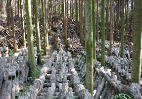 フォーラム写真