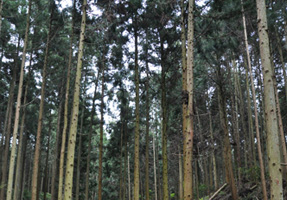 フォーラム写真