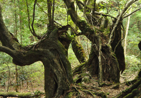 フォーラム写真