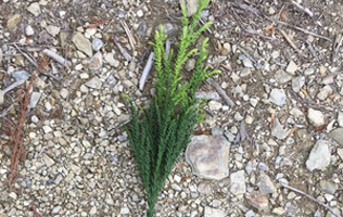 フォーラム写真