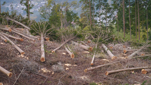 フォーラム写真