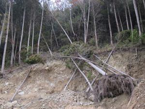 第25回九州森林フォーラム 熊本県小国町