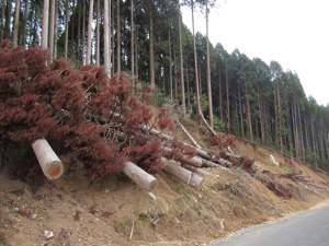 第25回九州森林フォーラム 熊本県小国町