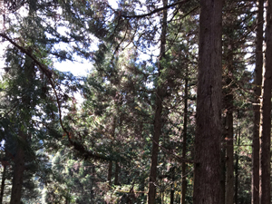 第26回九州森林フォーラム in 大分県日田市