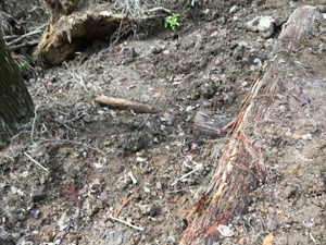 第26回九州森林フォーラム in 大分県日田市