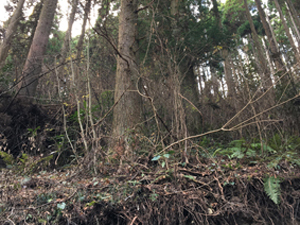 第26回九州森林フォーラム in 大分県日田市