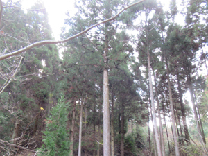 第26回九州森林フォーラム in 大分県日田市