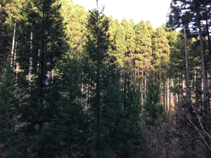 第26回九州森林フォーラム in 大分県日田市