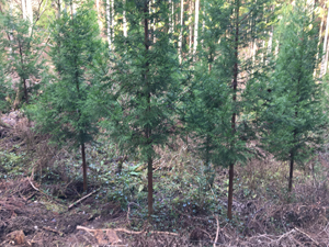 第26回九州森林フォーラム in 大分県日田市