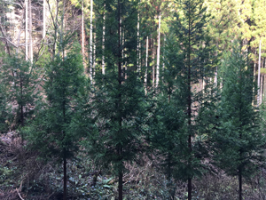 第26回九州森林フォーラム in 大分県日田市