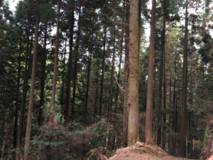 第26回九州森林フォーラム in 大分県日田市