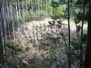 第26回九州森林フォーラム in 大分県日田市